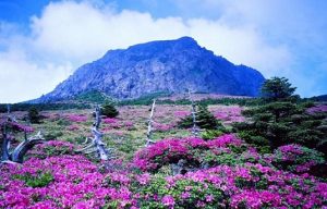 tempat wisata di Korea Pulau Jeju