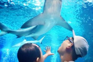 Coex Aquarium Festa
