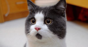 Arti Kata Daebak dalam Percakapan Bahasa Korea